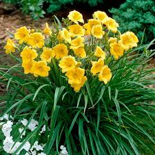 3 Bare Root Stella D'Oro Daylily Plants | Mini Cold Hardy Perennial | Hemerocallis 'Stella de Oro' | Golden Yellow Flowers