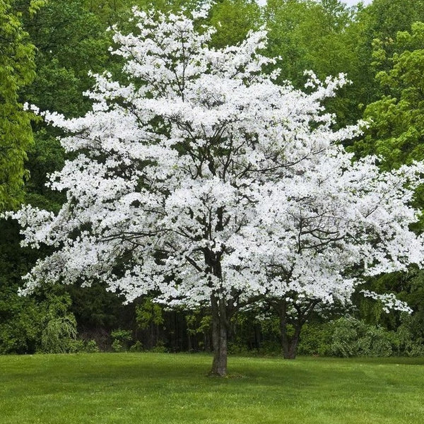 5 White Dogwood Trees, 12-24" Bare Root, Cornus florida, Native Flowering Tree for Spring Landscaping & Wildlife Support