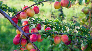 Japanese Plum Cuttings Set of 4 Red & Yellow Prunus salicina Edible Fruit with White Flowers for USDA Zones 5-9