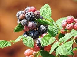 Black Raspberry Plant - Bare Root Starter - Rubus niveus (Mysore) - Edible Berry Bush for Home Gardens, USDA Zones 6-10