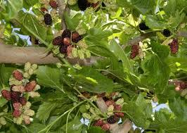 Dwarf Everbearing Mulberry Trees Set of 3 - Morus nigra | Compact Fruit Starter Plants for Containers & Edible Landscaping