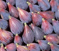3 Fig Tree Cuttings 6-8” Andijan Variety Ficus Carica Sweet Organic Ideal for Rooting Grafting Hardy Fruit Tree
