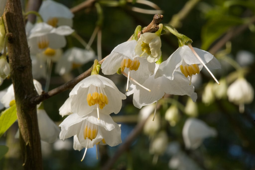 Halesia carolina Cuttings, 5 Stem Pieces, Carolina Silverbell, Deciduous Tree, USDA Zones 4-8, White Spring Flowers