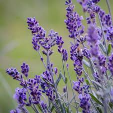 15 Organic Lavender Unrooted Cuttings 6" California Lavender (Lavandula angustifolia) Fragrant Garden Plant for Propagation