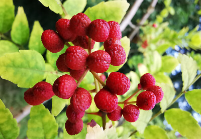 Zanthoxylum piperitum Cuttings - 4 Count - Japanese Pepper Tree - Aromatic Foliage - Fragrant Deciduous Shrub