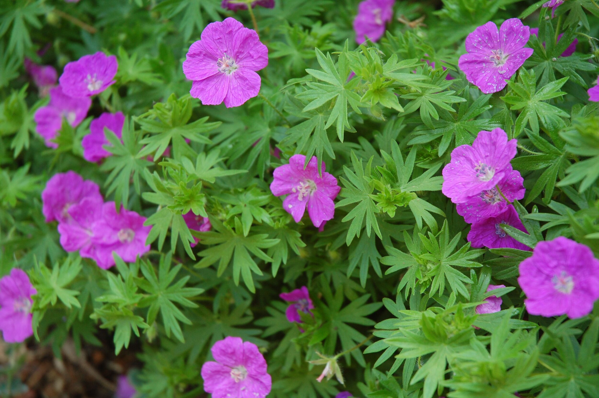 10 Bare Root Cranesbill Wild Geranium Plants - Geranium maculatum, Native Perennial Wildflower, Pollinator-Friendly, Pink to Purple Blooms