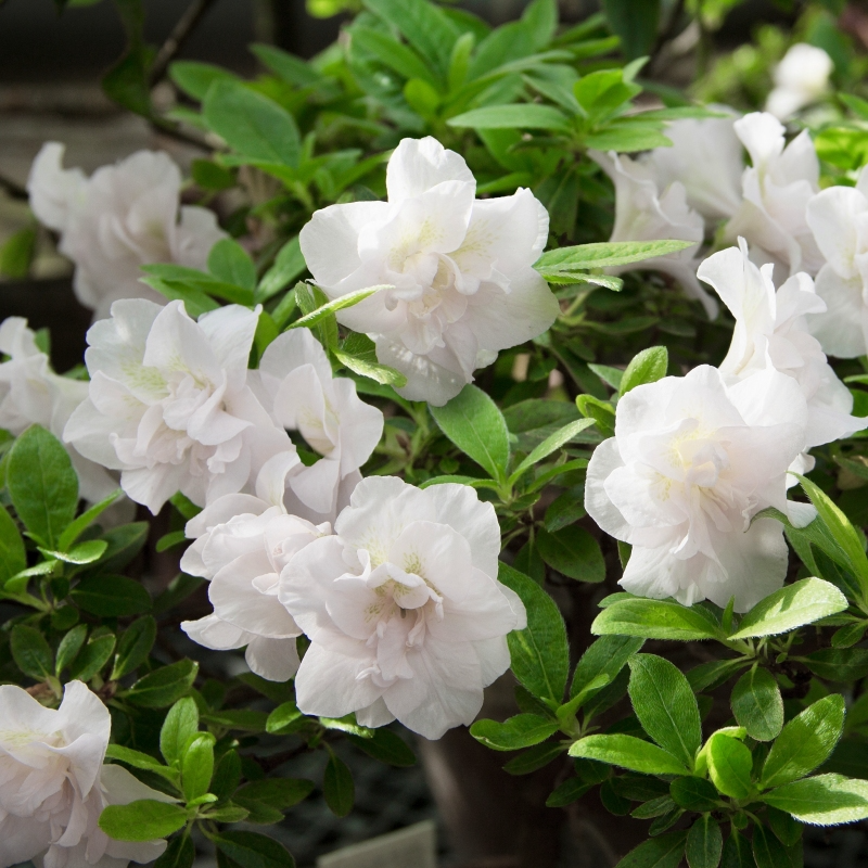 Deciduous Azalea Starter Plant - Hardy Gardenia Rhododendron - Double White Blooms - Acid-Loving Flowering Shrub
