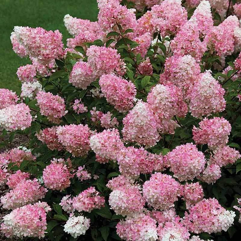 Hydrangea Cuttings 6 Rooted Plants Pink/White Blooms Hydrangea paniculata Vanillastrawberry USDA Zones 4-9 Full Sun/Part Shade