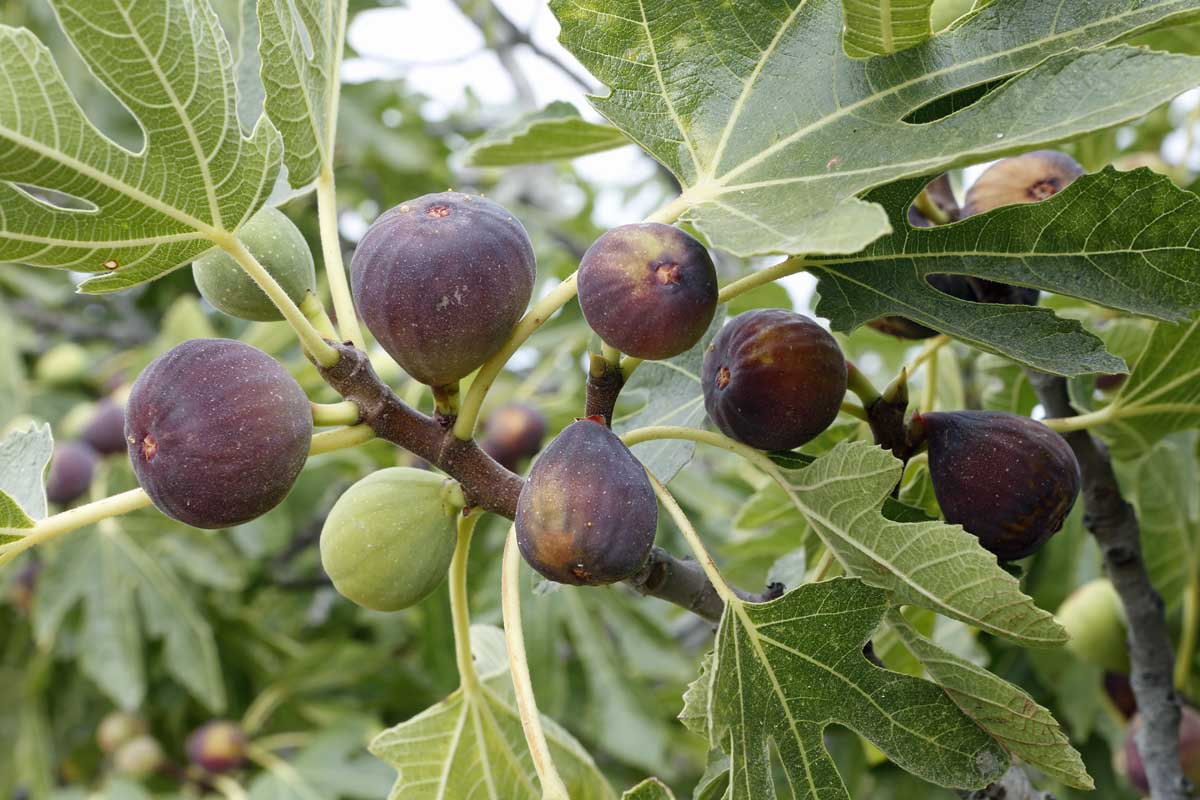 Violetta Fig Cuttings - Cold Hardy, Large Sweet Fruit - Ficus carica - USDA Zones 7-10 - Propagation Ready, Vigorous Grower