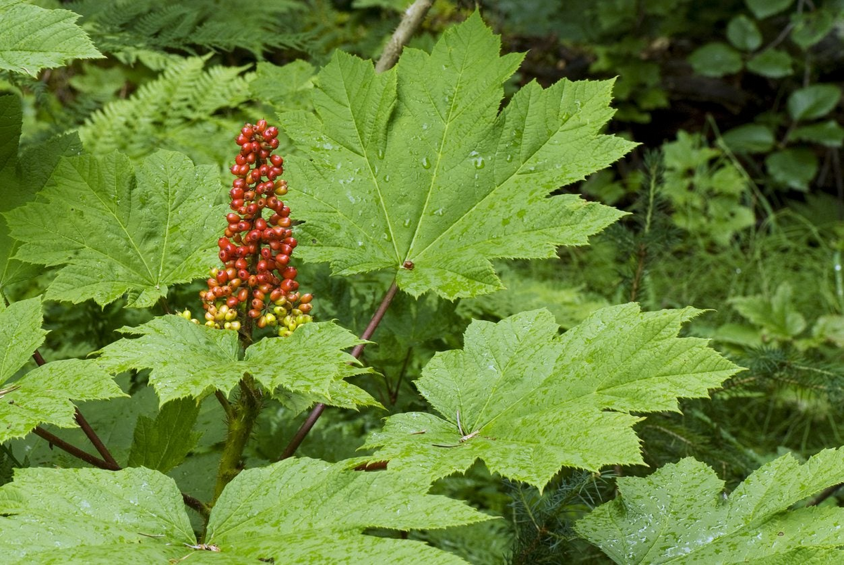 Devil's Club Live Root 6" Oplopanax horridus Wild Harvested for Planting - Native Perennial for Woodland Gardens