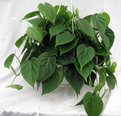 2" Rooted Philodendron Cordatum Starter Plants, Heartleaf Vine Cuttings, Easy to Grow Indoor/Outdoor, Air Purifying Plant