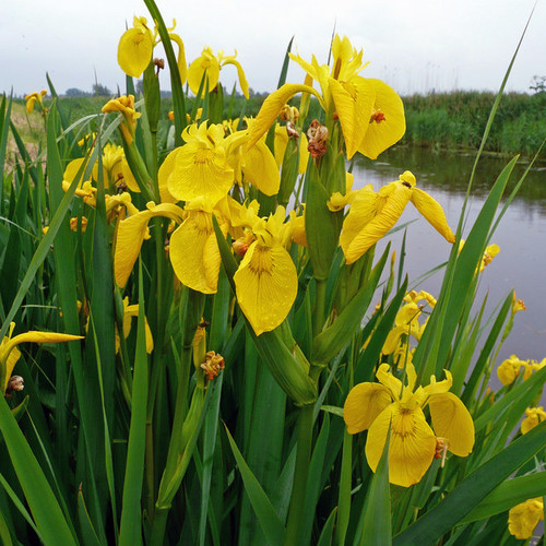 Yellow Water Iris Plants - 5 Bare Root Perennials, Deer-Resistant, Iris pseudacorus, Pond Marginal, Zones 3-9
