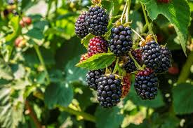 Big Daddy Thornless Blackberry Plant - Rubus, Perennial Edible Berry Bush for Outdoor Gardens, High-Yielding Fruit