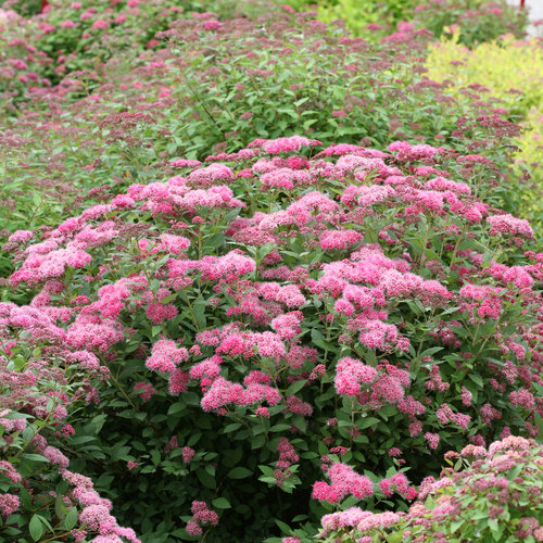 500 Pink Spiraea Seeds, Hardy Flowering Shrub, Vibrant Pink Blooms, S. tomentosa, Easy to Grow for Gardens & Landscaping