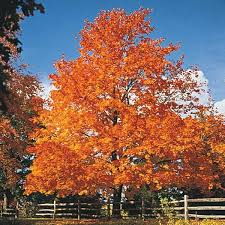 Sugar Maple Tree - 12–18” Live Bare Root Starter - Acer saccharum for Shade, Fall Color & Landscapes