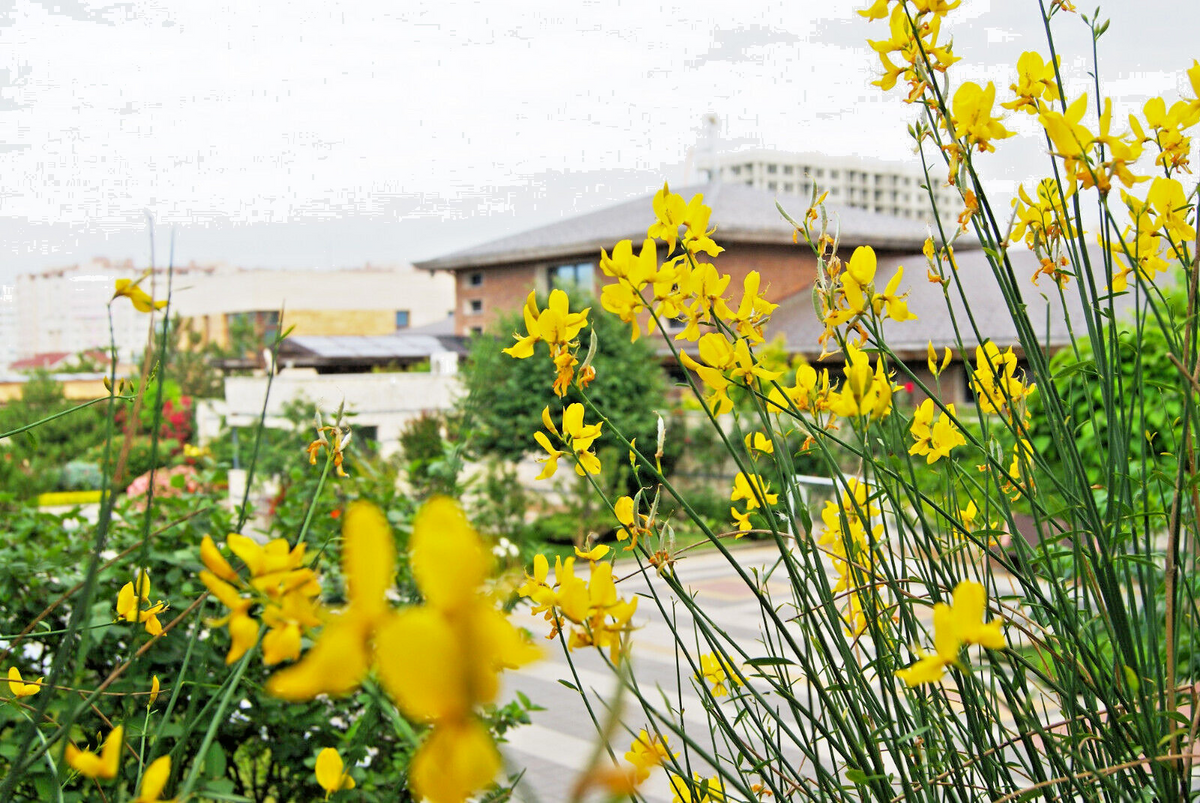 20 Spanish Broom Seeds | Yellow Flowering Hardy Shrub | Spartium junceum | Fragrant Weavers Broom for Garden Planting