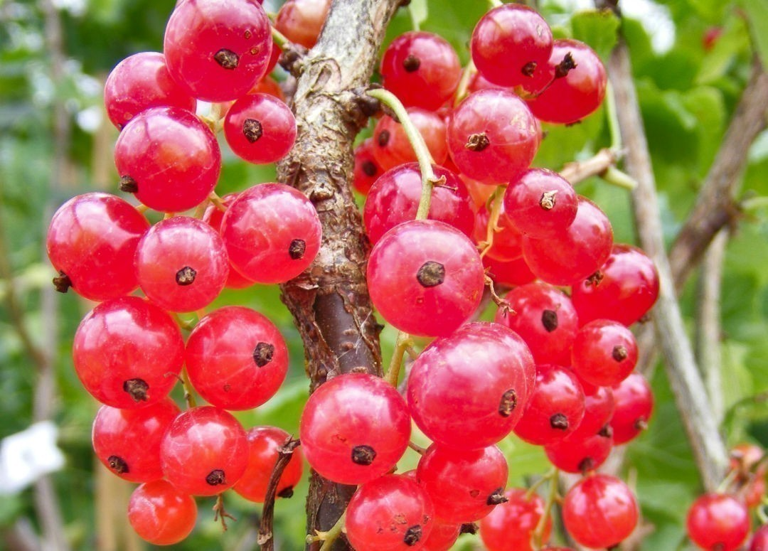 Red Lake Currant Cuttings, Bare Root Dormant, Ribes rubrum, Tart Red Berries for Jams & Baking, 6-8" Tall