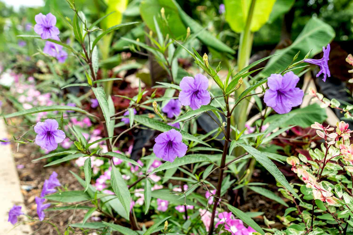 10 Rooted Cuttings Mexican Petunia, Purple Flowers, Ruellia simplex, Easy Care Perennials for Garden & Landscaping