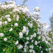 4 Iceberg Rose Unrooted Cuttings, Easy to Root, Rosa 'Iceberg', White Blooms for Garden or Landscape Propagation
