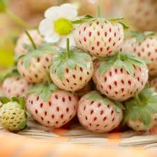 200+ White Strawberry Seeds | Pineberry Variety | Fragaria x ananassa | Non-GMO Edible Fruit for Gardens & Containers