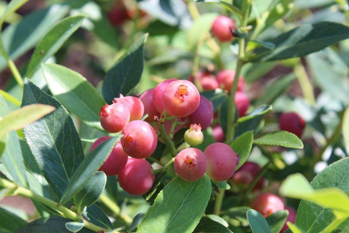 3 Live Pink Lemonade Blueberry Plants - Vaccinium Rabbiteye Hybrid - Edible Fruit Shrubs for Gardens & Containers