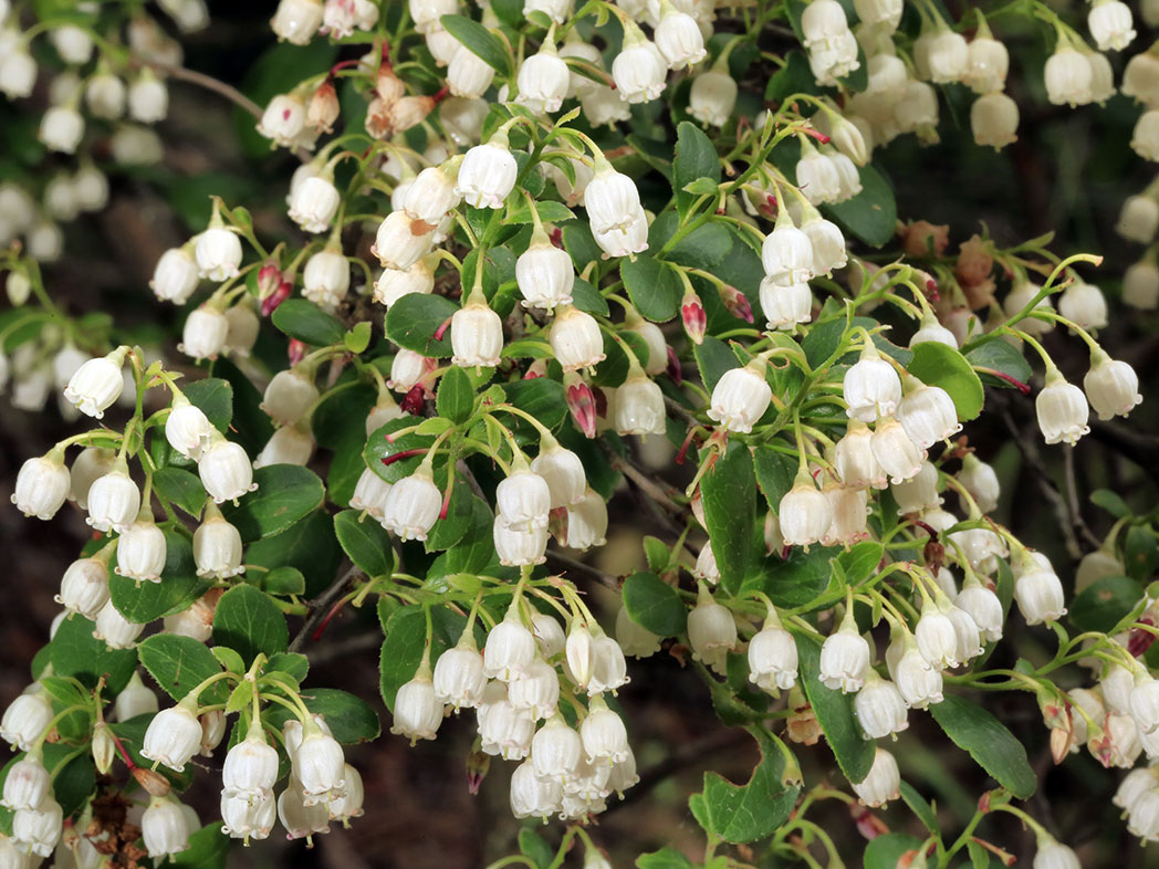 Farkleberry Cuttings (10+) - White Flowers - Vaccinium arboreum - Rare Native Edible Shrub - Zones 7-9