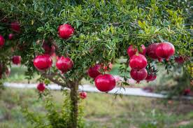 5 Pomegranate Plants - 'Wonderful' Variety - Punica granatum - Live Starter Edible Fruit Trees for Home Garden & Orchard