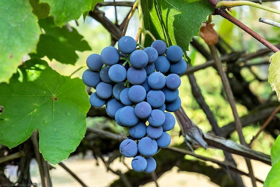 12 Organic Concord Grape Cuttings - Unrooted 6 Inches for Rooting, Vitis labrusca, Home Vineyard Starter Plants
