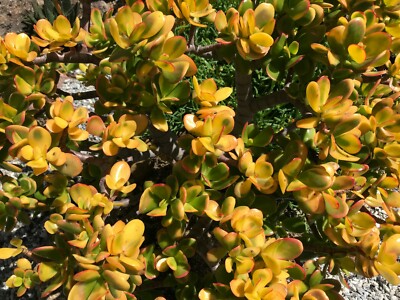 Golden Jade Cutting 5" Hummels Sunset Crassula Ovata Argentea Unrooted Succulent for Propagation, Rare Plant