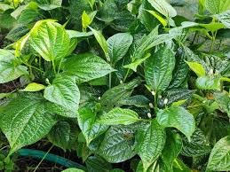 12 Bareroot Cuttings Wild Betel Leaf Piper Sarmentosum Thai Herb Culinary Plant Easy to Grow Rooting Cuttings