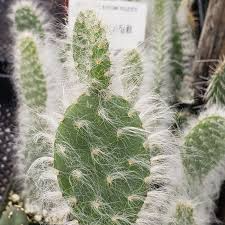 Fuzzy Prickly Pear Cuttings - 2 Pcs 4-7" Opuntia 'Snow', Edible Pads & Fruit, Cold Hardy, Drought Tolerant, CA Native