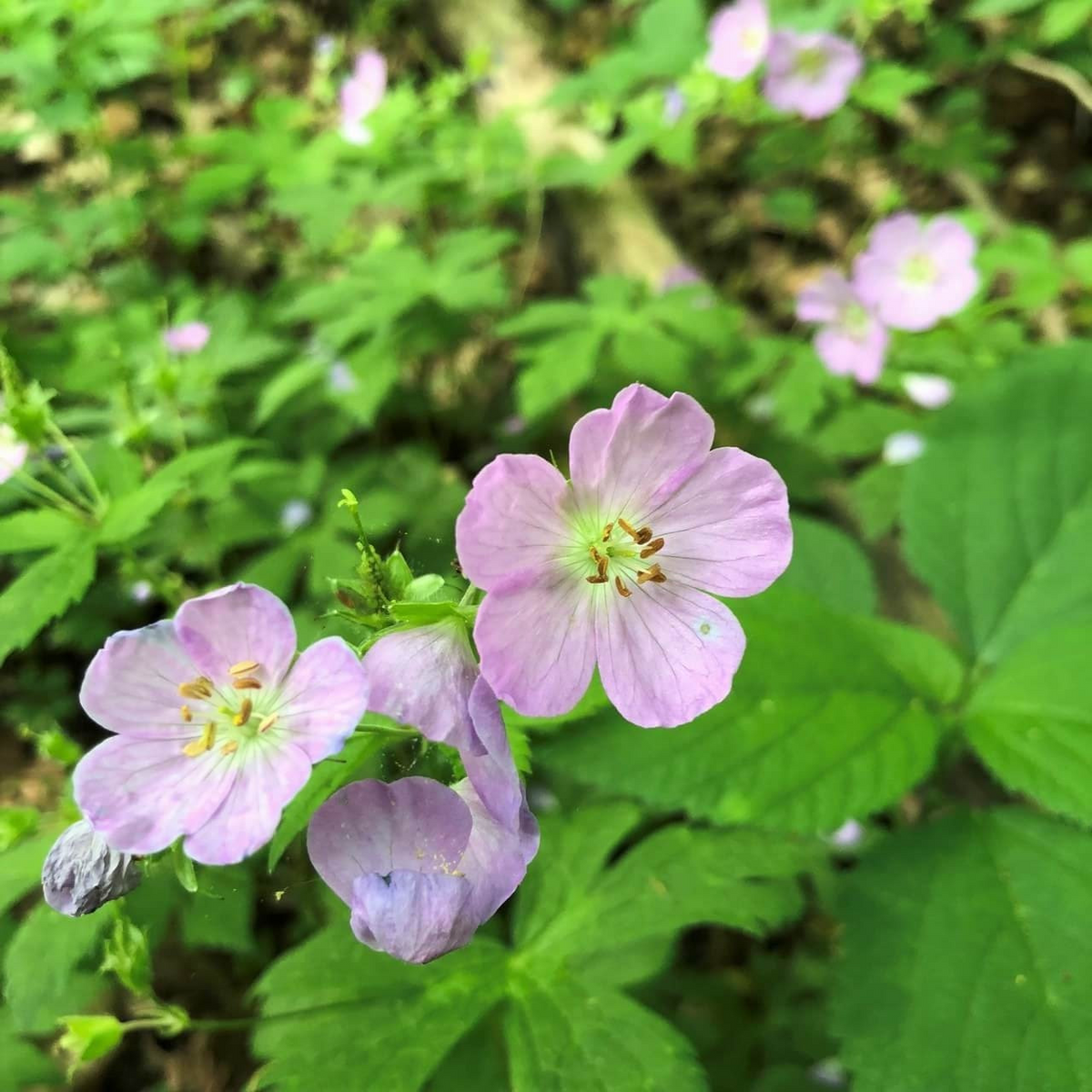 5 Bare Root Cranesbill Wild Geranium Plants - Geranium maculatum | Pollinator-Friendly Native Perennial for Shade Gardens