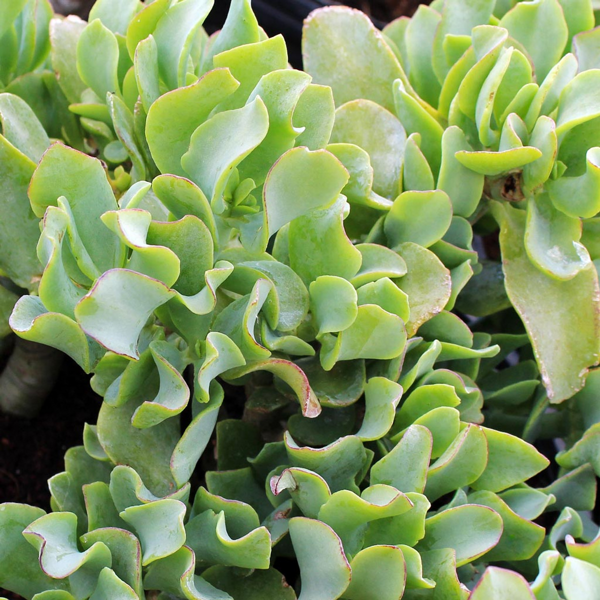 Crassula arborescens 'Undulatifolia' Cuttings, 3 Curly-Leaf Ripple Jade Stems, Blue-Green Succulent, USDA Zones 9-11