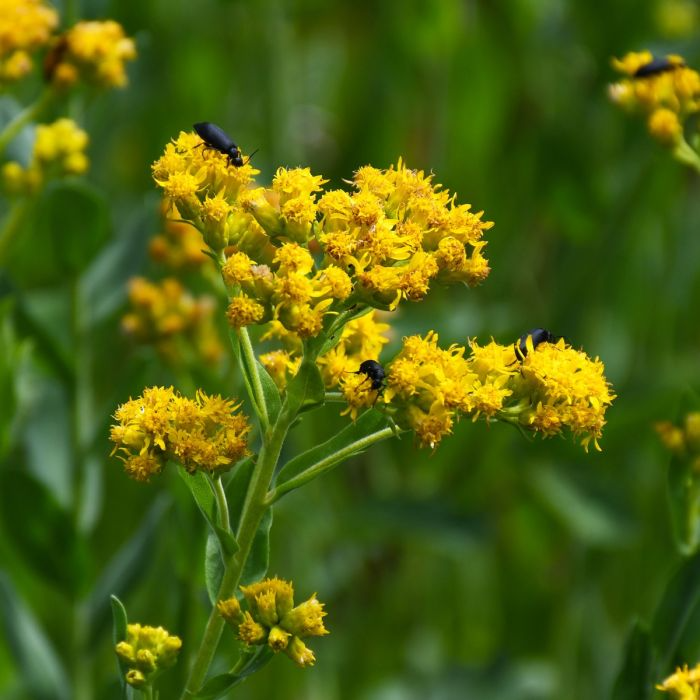 10 Bare Root Goldenrod Plants - Solidago nemoralis | Native Pollinator Perennial Wildflower for Monarch & Bee Gardens