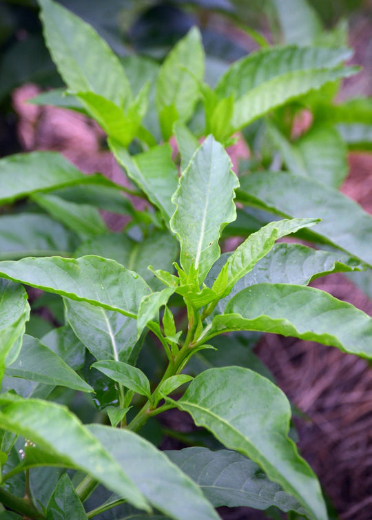 Longevity Spinach Cuttings 15 Pack - Gynura Procumbens - Perennial Edible Greens - Organic & Fast Growing - Florida Farm