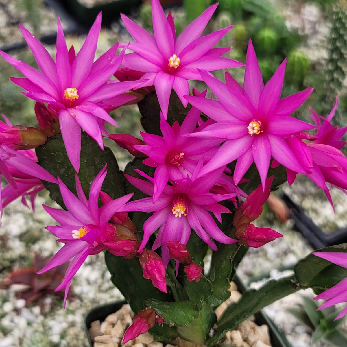 3 Unrooted Pink Easter Cactus Cuttings (Rhipsalidopsis) - 2+ Segments for Indoor Growing, Spring Blooms, Epiphytic Houseplant