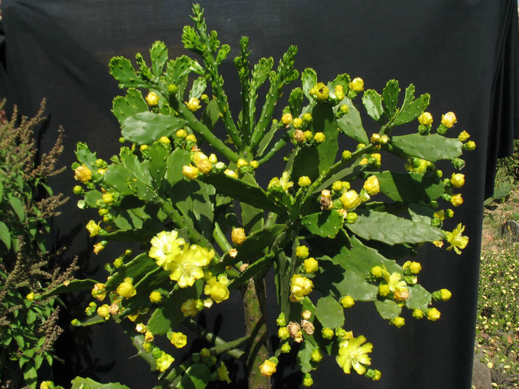 Brazilian Prickly Pear Cutting 1-2" Unrooted Brasiliopuntia brasiliensis Treelike Cactus for Propagation & Xeriscaping