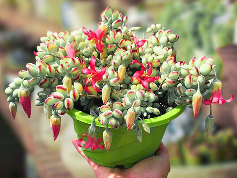 Unrooted Succulent Cuttings - 3-4 Inch Cotyledon Pendens - Easy Grow Propagation Plants - Perfect for Gardens and Terrariums
