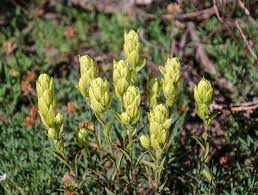 100 mg Seeds Castilleja sulphurea Sulfur Paintbrush Indian Paint Brush Vibrant Wildflower for Pollinator Gardens