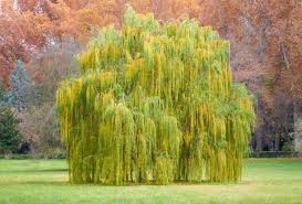 Weeping Willow Cutting 14-24" Bare Root Fast Growing Tree Salix babylonica for Wet Areas