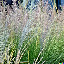 1,000 Ornamental Grass Seeds | Andropogon gerardii Big Blue | Hardy Landscaping Grass for Beautiful Yards and Gardens