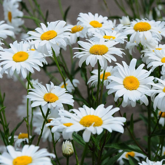 1,000 Shasta Daisy Seeds | Leucanthemum × superbum | White Perennial Flowers for Pollinator Gardens | Easy to Grow