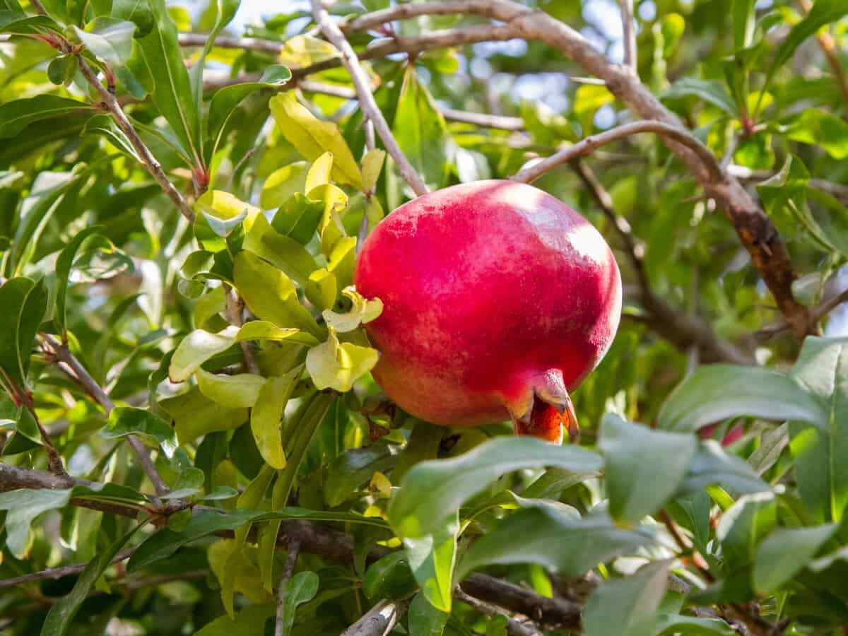 Pomegranate Cuttings 8 Count 'Wonderful' Punica granatum Organic Plant Propagation