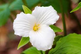 10 Bare Root White Trillium Plants - Trillium grandiflorum | Native Perennial Wildflower for Shade Gardens & Woodlands