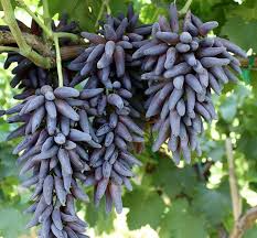 Witch Fingers Grape Cuttings (2) - Vitis vinifera - Long Purple Grapes - Unrooted Propagation Ready Vines