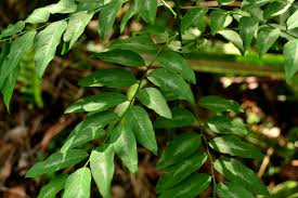 Katuk Cuttings - 7 Live Cuttings, Edible Perennial Vegetable, Sauropus androgynus, Tropical Shrub for USDA Zones 9-11