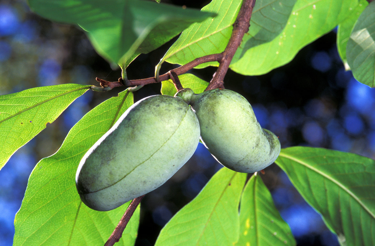 20 Pawpaw Tree Seeds - Asimina triloba - Edible Native Fruit - Indian Banana for USDA Zones 5–9 - Perfect for Orchards & Permaculture