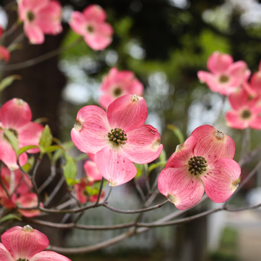 Unrooted Cuttings - 10 Pink Dogwood Stems, Cornus florida, Flowering Tree, Zones 5-9, Bird Friendly, Acid Loving Plants