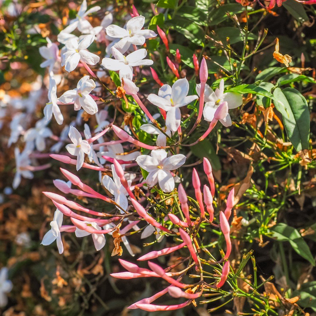Pink Jasmine Cuttings - 4+ Unrooted Stems - Jasminum polyanthum - Fragrant Evergreen Climbing Vine - USPS Shipping
