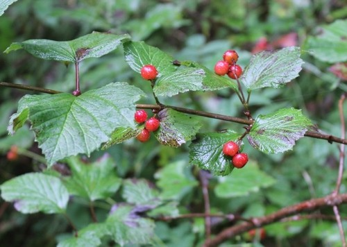 Viburnum Cuttings 4 Count Highbush Cranberry Wild Harvested Viburnum edule Edible Berries Native Shrub